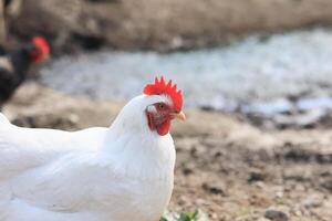 One chicken in the photo. Free range chickens pecking in the grass, looking for food on a sunny day. Home farm. Domestic chickens. Summer day on the farm. Portrait of a chicken. photo