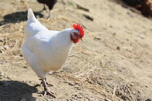 One chicken in the photo. Free range chickens pecking in the grass, looking for food on a sunny day. Home farm. Domestic chickens. Summer day on the farm. Portrait of a chicken. photo