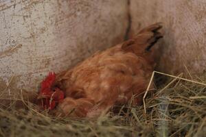 hen hatching eggs in nest of straw inside a wooden chicken coop. Brown hen sits on the eggs in hay inside chicken coop photo