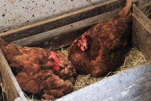 hen hatching eggs in nest of straw inside a wooden chicken coop. Brown hen sits on the eggs in hay inside chicken coop photo