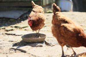 A group of chickens and a rooster graze on a farm in a village on a sunny day. Chickens on an organic home farm. Spring or summer day. Chickens of different colors. White chickens. Red chickens. photo