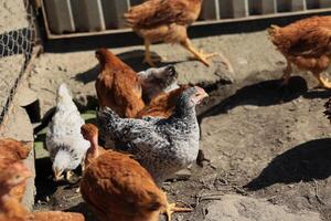 A group of young chickens and gray, white, red roosters are walking in the village yard, pecking at food. Chickens behind a fence peck at food outdoors on a summer day. photo