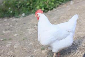 uno pollo en el foto. gratis rango pollos picoteo en el césped, mirando para comida en un soleado día. hogar granja. Doméstico pollos verano día en el granja. retrato de un pollo. foto