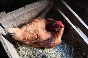 hen hatching eggs in nest of straw inside a wooden chicken coop. Brown hen sits on the eggs in hay inside chicken coop photo