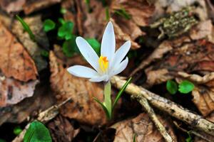 A white crocus growing in an old forest in dry leaves. Restoration of land. New life. photo