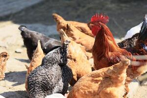 un grupo de pollos y un gallo pacer en un granja en un pueblo en un soleado día. pollos en un orgánico hogar granja. primavera o verano día. pollos de diferente colores. blanco pollos rojo pollos foto