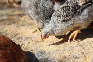 A group of young chickens and gray, white, red roosters are walking in the village yard, pecking at food. Chickens behind a fence peck at food outdoors on a summer day. photo