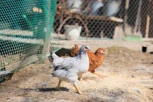 un grupo de joven pollos y gris, blanco, rojo gallos son caminando en el pueblo patio trasero, picoteo a alimento. pollos detrás un cerca picotear a comida al aire libre en un verano día. foto