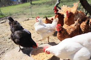 un grupo de pollos y un gallo pacer en un granja en un pueblo en un soleado día. pollos en un orgánico hogar granja. primavera o verano día. pollos de diferente colores. blanco pollos rojo pollos foto