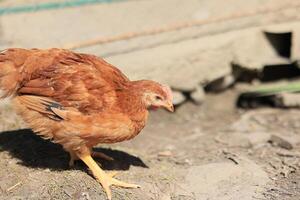 un grupo de joven pollos y gris, blanco, rojo gallos son caminando en el pueblo patio trasero, picoteo a alimento. pollos detrás un cerca picotear a comida al aire libre en un verano día. foto