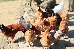 A group of chickens and a rooster graze on a farm in a village on a sunny day. Chickens on an organic home farm. Spring or summer day. Chickens of different colors. White chickens. Red chickens. photo