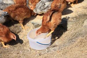 un grupo de joven pollos y gris, blanco, rojo gallos son caminando en el pueblo patio trasero, picoteo a alimento. pollos detrás un cerca picotear a comida al aire libre en un verano día. foto