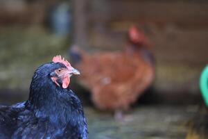 A group of chickens and a rooster graze on a farm in a village on a sunny day. Chickens on an organic home farm. Spring or summer day. Chickens of different colors. White chickens. Red chickens. photo