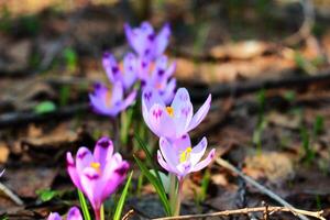 Purple crocus growing in an old forest in dry leaves. Crocuses. Restoration of land. photo