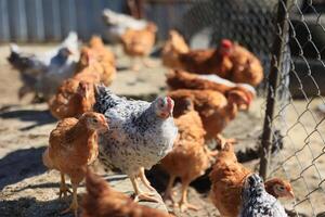 A group of young chickens and gray, white, red roosters are walking in the village yard, pecking at food. Chickens behind a fence peck at food outdoors on a summer day. photo