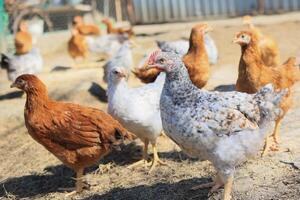 A group of young chickens and gray, white, red roosters are walking in the village yard, pecking at food. Chickens behind a fence peck at food outdoors on a summer day. photo