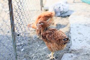 un grupo de joven pollos y gris, blanco, rojo gallos son caminando en el pueblo patio trasero, picoteo a alimento. pollos detrás un cerca picotear a comida al aire libre en un verano día. foto