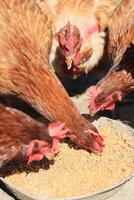 A group of chickens and a rooster graze on a farm in a village on a sunny day. Chickens on an organic home farm. Spring or summer day. Chickens of different colors. White chickens. Red chickens. photo