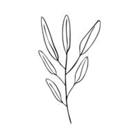 twig with leaf vector