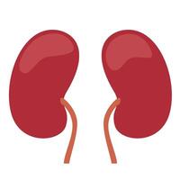 kidney human organ vector