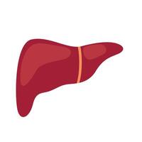 liver human organ vector