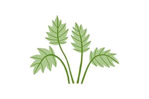 Hand drawn tropical plant with exotic leaves. Jungle, exotic plants. illustration in flat style. vector