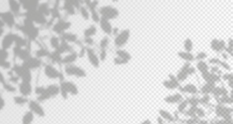 Glare from the sun's rays on the wall. Blurred shadows from leaves and plants in the room. Soft overlay of natural light. Abstract background for product presentation.Natural light layout.