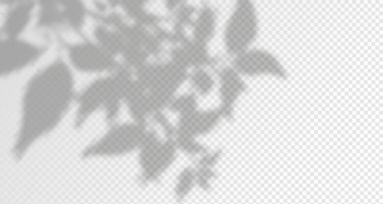 Glare from the sun's rays on the wall. Blurred shadows from leaves and plants in the room. Soft overlay of natural light. Abstract background for product presentation.Natural light layout.