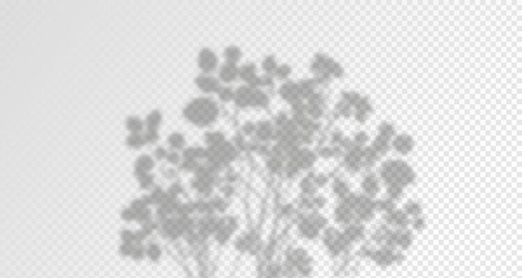 Glare from the sun's rays on the wall. Blurred shadows from leaves and plants in the room. Soft overlay of natural light. Abstract background for product presentation.Natural light layout.