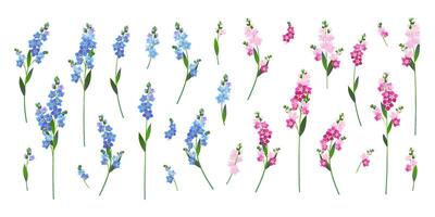 blue and pink forget-me-nots on a white background vector