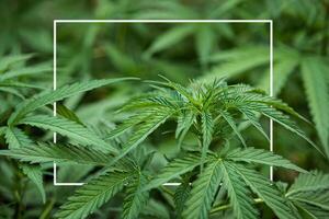 Close-up of cannabis plant growing at the indoor farm. The texture of marijuana leaves. Concept of cannabis plantation for medical photo