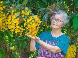 Portrait of an elderly Asian woman wearing glasses, smiling and looking at the camera while standing with yellow orchids or Dendrobium lindleyi in a garden. photo