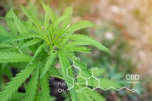 Cannabis plant growing at the outdoor farm. The texture of marijuana leaves with the image of the formula CBD. photo