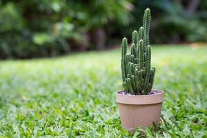 Planting a cactus in a potted placed on grass background. Space for text. photo