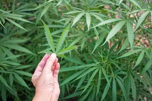 Close-up of woman's hand has cannabis leaf on hand at the outdoor farm. The texture of marijuana leaves. Concept of cannabis plantation for medical photo