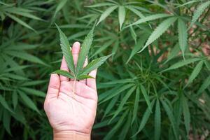 Close-up of woman's hand has cannabis leaf on hand at the outdoor farm. The texture of marijuana leaves. Concept of cannabis plantation for medical photo