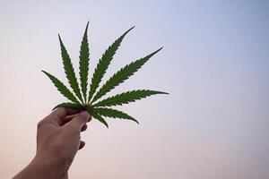 Close-up of hand holding cannabis leaf with a background sky. The texture of marijuana leaves. Space for text. Concept of cannabis plantation for medical photo