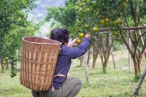 Back view of worker is picking tangerine for putting in a bamboo basket their back behind photo