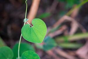 Close-up photo of heart shape green leaf against nature background and sunlight in a garden. Space for text. Concept of love and nature