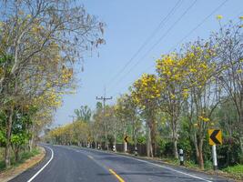 Silver trumpet tree is on the local road. photo