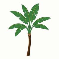 banana tree illustration vector