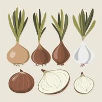 set of onions vector