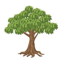 mango árbol aislado en blanco vector