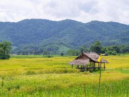 Scenic view landscape of rice field with mountain background in northern Thailand photo