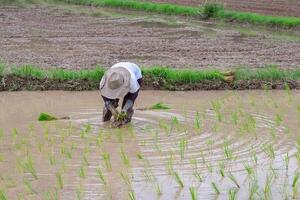 Young woman farmer bends down for are rice planting on the paddy rice farmland. In Northern, Thailand in the rainy season, farmers start cultivating rice plants in the rice paddy field photo