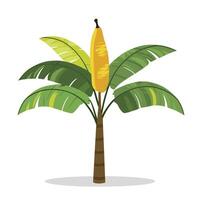 plátano árbol ilustración vector