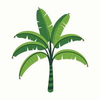 banana tree illustration vector