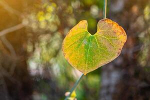 Close-up of heart shape green leaf against nature background and sunlight in the garden. Space for text. Concept of love and nature photo