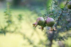 Green mini pomegranate fruit hanging on a tree branch in the garden. Space for text photo