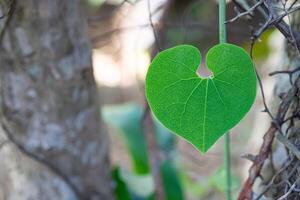 Close-up of heart shape green leaf against nature background. Space for text. Concept of love and nature photo